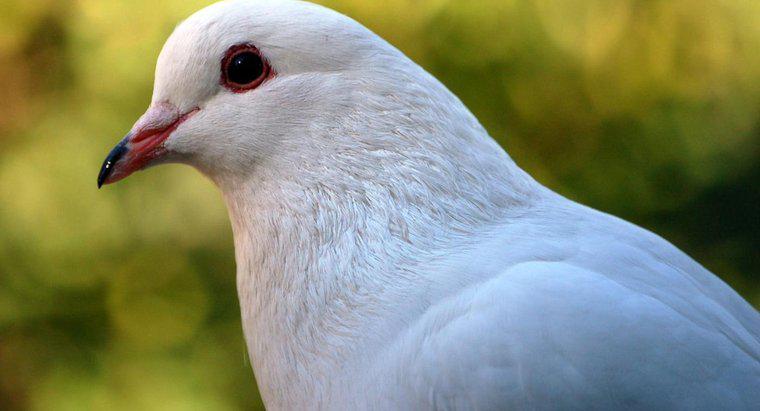 Beyaz Güvercin Neyi Simgeliyor?