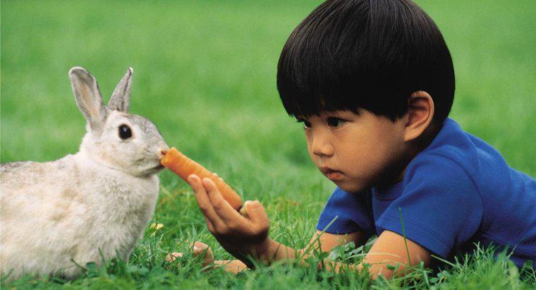 Bir Tavşan Ne Yiyor?