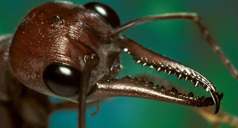 Bir karınca ısırması neye benziyor ve nasıl tedavi ediyorsunuz?