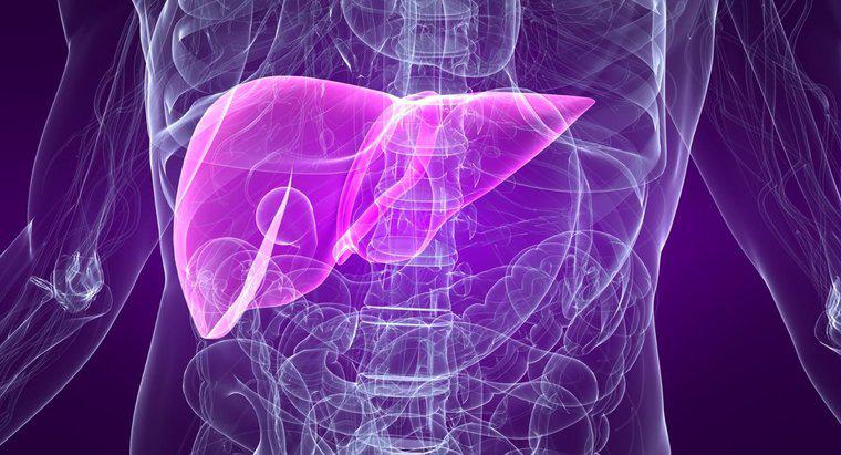 Karaciğer Sirozu Olan Bir Hastada Ortalama Yaşam Beklentisi Nedir?