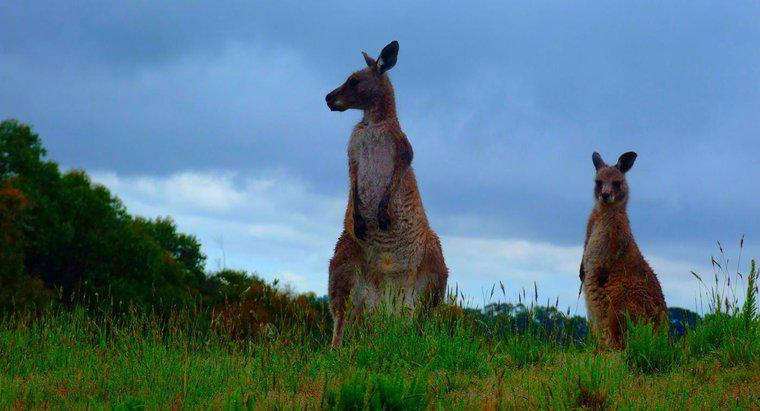 Kanguru Avustralya'da Nerede Yaşar?