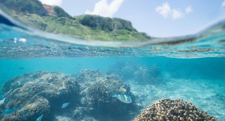 Okyanus Ekosistemleri Hakkında Bazı Gerçekler Nelerdir?