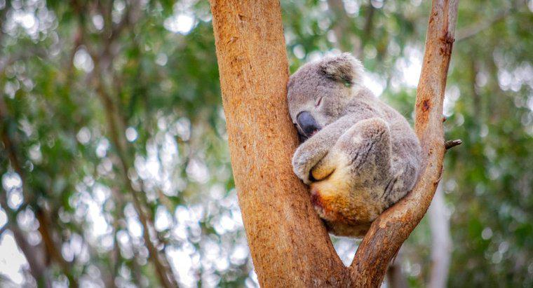 Koalas nerede uyur?