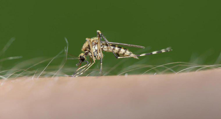 Sivrisinekler Gerçekten Bazı İnsanları Başkalarına Isırmayı Tercih Ediyor mu?