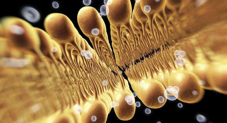 Bilim ve Biyoloji: Bir Hücre Zarı Fonksiyonu
