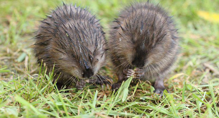 Bebek Muskrat Özellikleri nelerdir?