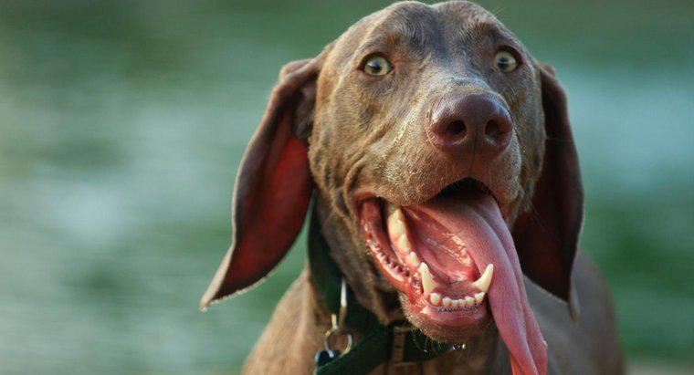 Bir Köpek Neden Dilini Kapatıyor?