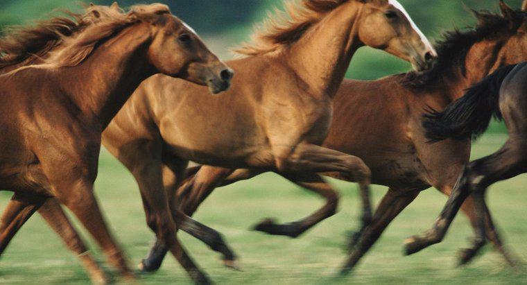 Atlar Ne Kadar Hızlı Koşabilir?