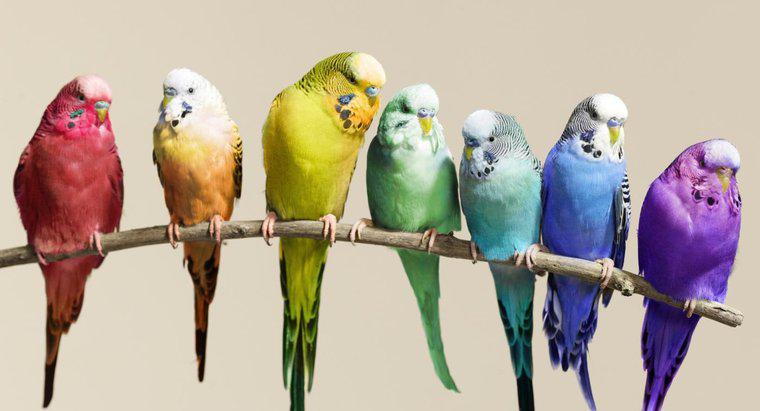 Kuşları Yetiştirirken Parakeet Yumurtalarına Nasıl Bakarsınız?