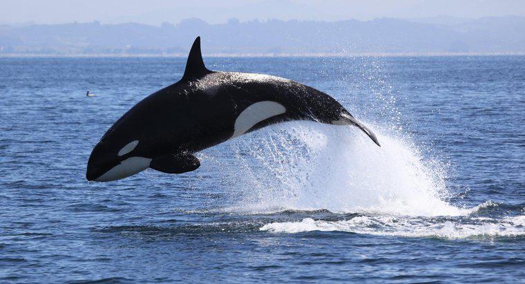 Katil balinalar kendilerini nasıl koruyorlar?
