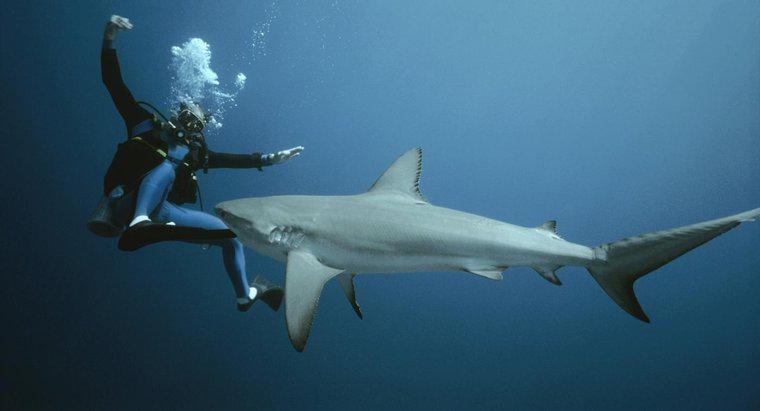 Bir Köpekbalığı İle Nasıl Savaşırsınız?