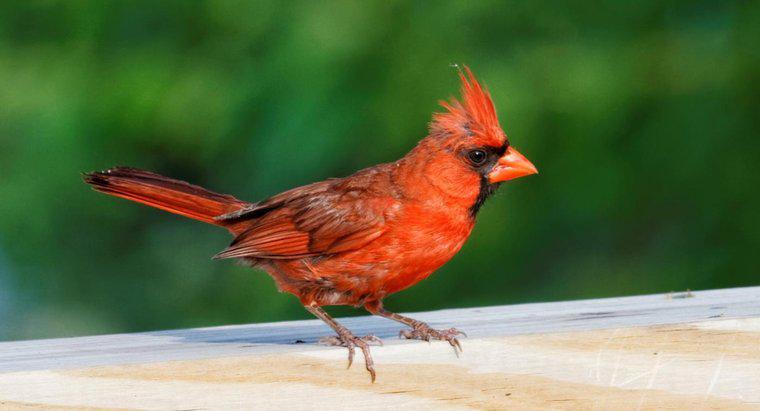 Kırmızı Kardinal Kuşu'nun Manevi Anlamı Nedir?