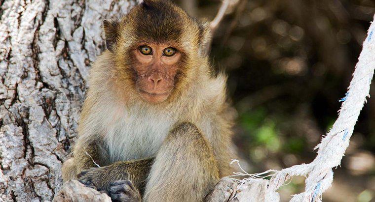 Bir maymunun fiziksel tanımı nedir?