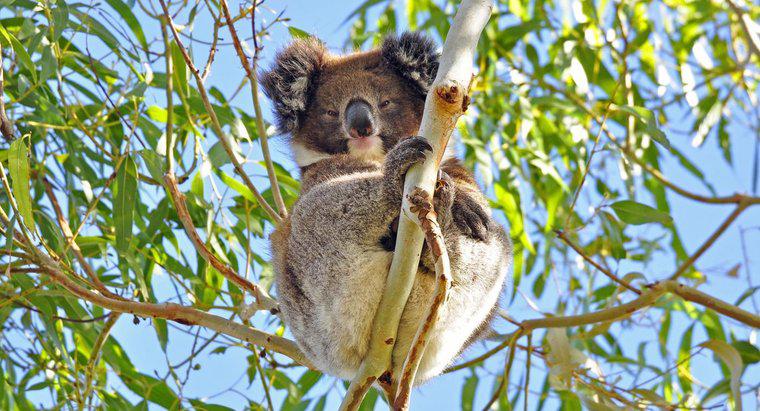 Koalas kendilerini nasıl koruyor?