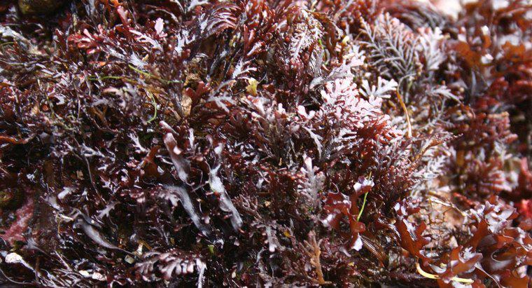 Sea Moss'un Faydaları Nelerdir?