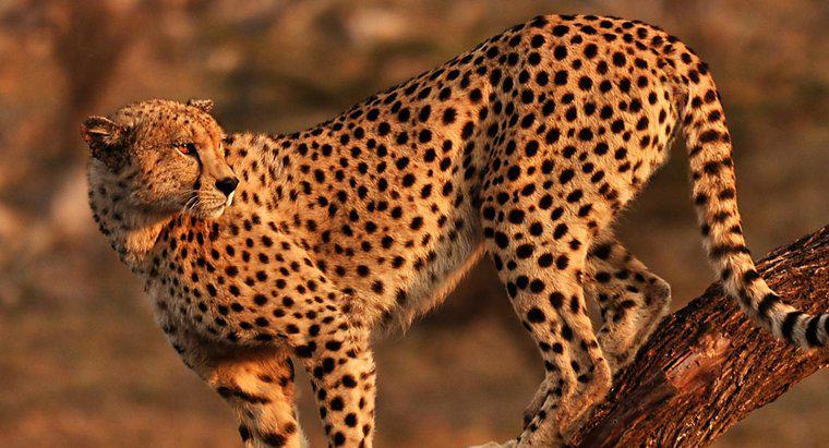 Çita'nın Habitatı Nedir?