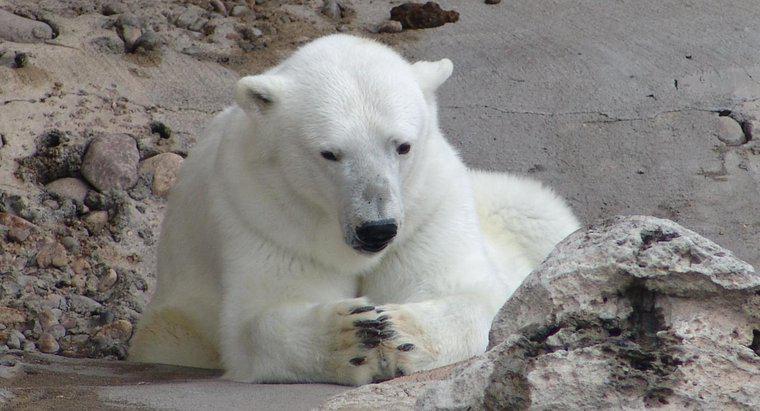 Dünyada kaç tane kutup ayısı kaldı?