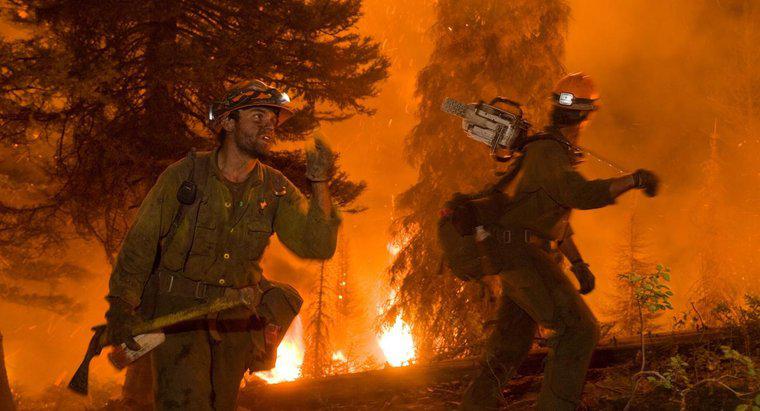 Orman Yangınları Çevreyi Nasıl Etkiler?