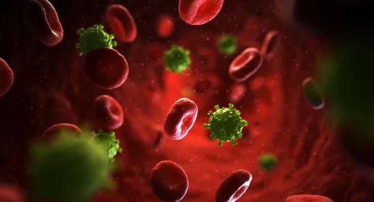 HIV Makülopapüler Döküntü Nedir?