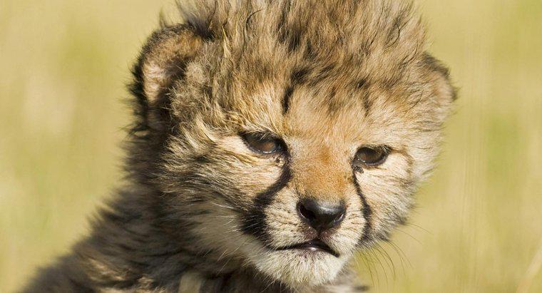 Bebek Çita Denilen Nedir?