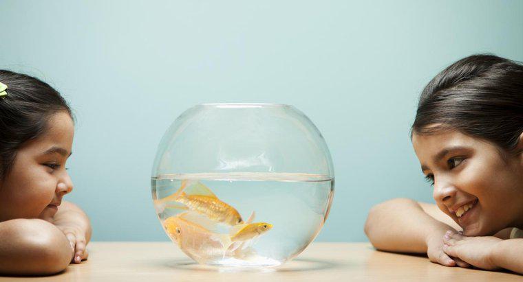 Goldfish'imin Erkek mi Kadın mı Olduğunu Nasıl Anlarım?