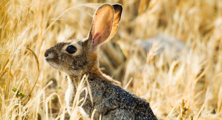 Bir Tavşan Kulağı Ne Kadar Duyabilir?