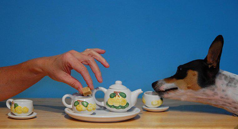 Çay Köpeklere Zehirli midir?