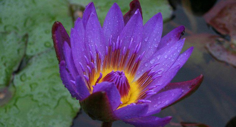 Siyah Lotus Çiçeği Nedir?