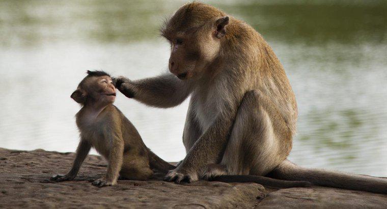 Bir maymunun bilimsel sınıflandırması nedir?