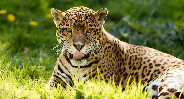 Jaguarlar Ne Yiyor?