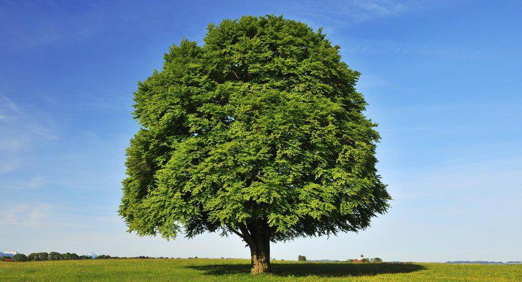 Kayın Ağacı Tanımlamanın Temelleri Nelerdir?