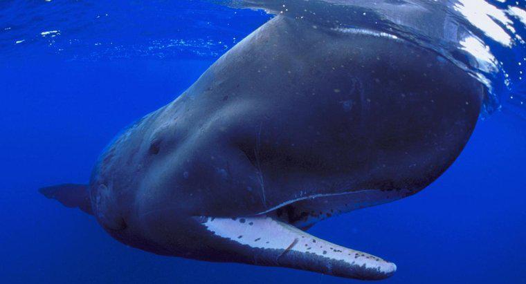 Sperm Balinaları Ne Yiyor?