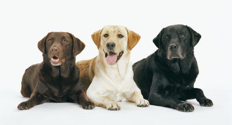 Farklı Labrador Retriever Çeşitleri Nelerdir?