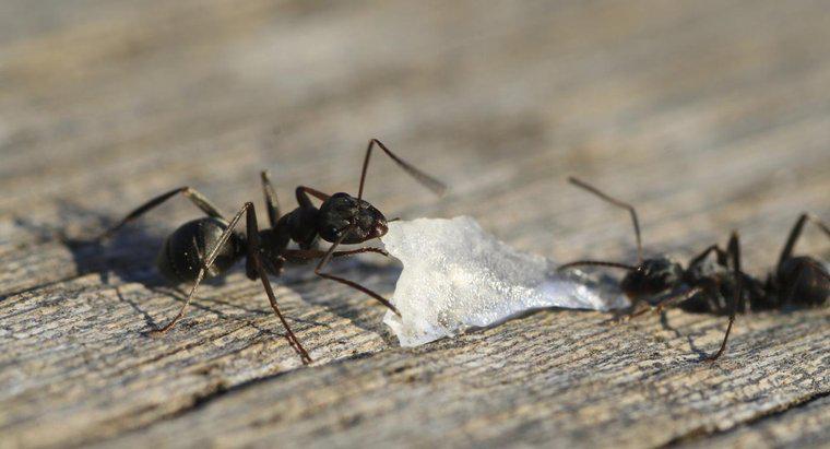 Siyah Karıncaları Evinizden Nasıl Çıkarıyorsunuz?