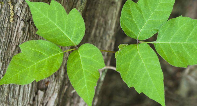 Poison Oak ve Poison Ivy Arasındaki Fark Nedir?