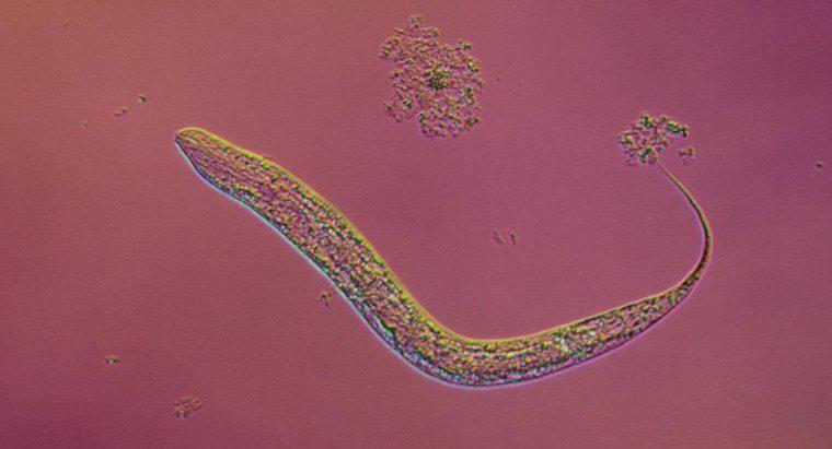 Bir Tapeworm'un Yaşam Döngüsü Nedir?