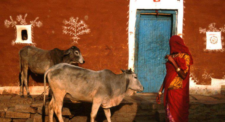 Hindular İnek Sütü İçebilir mi?