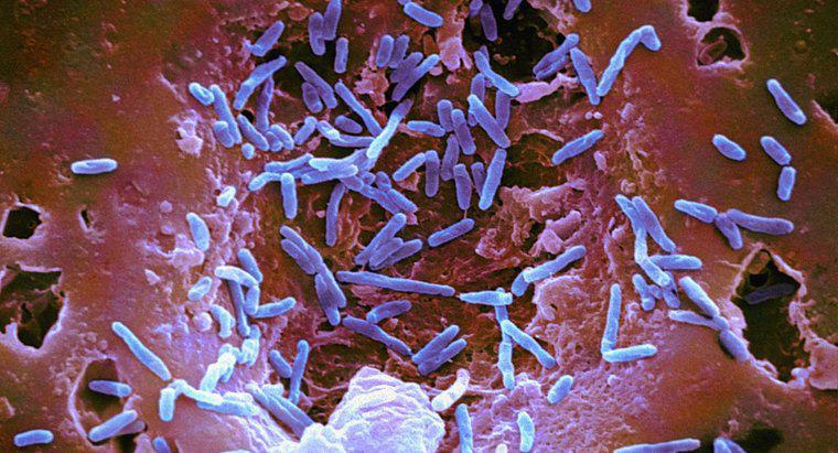 Bakterilerin Genel Özellikleri Nelerdir?
