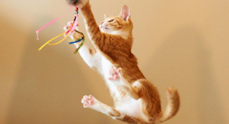 Bir Kedi Ne Kadar Yüksek Atlayabilir?