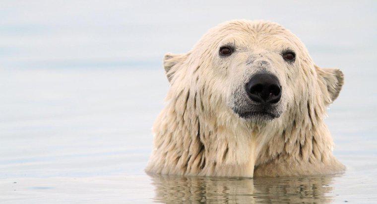 Kutup Ayıları Hayatta Kalmak İçin Nasıl Uyum Sağlar?