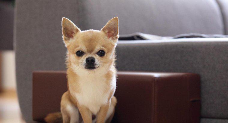 Bir Chihuahua İle Bir Pit Bull Arkadaşı Olabilir mi?