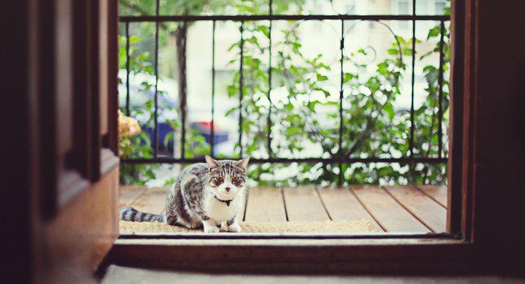 Kapalı kediler açık kedilerden daha mı hızlı yaşlanır?