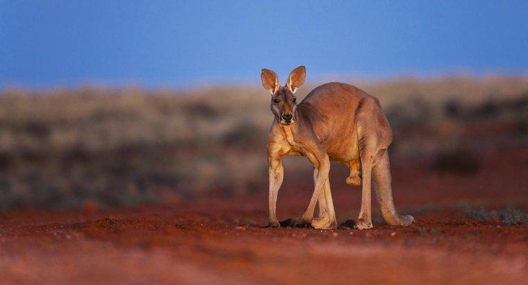 Avustralya Ulusal Hayvan Nedir?