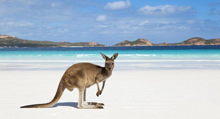 Hangi İki Okyanus Avustralya'ya Dokunuyor?