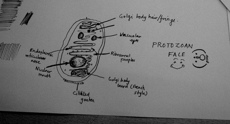 Protozoa Çeşitleri Nelerdir?