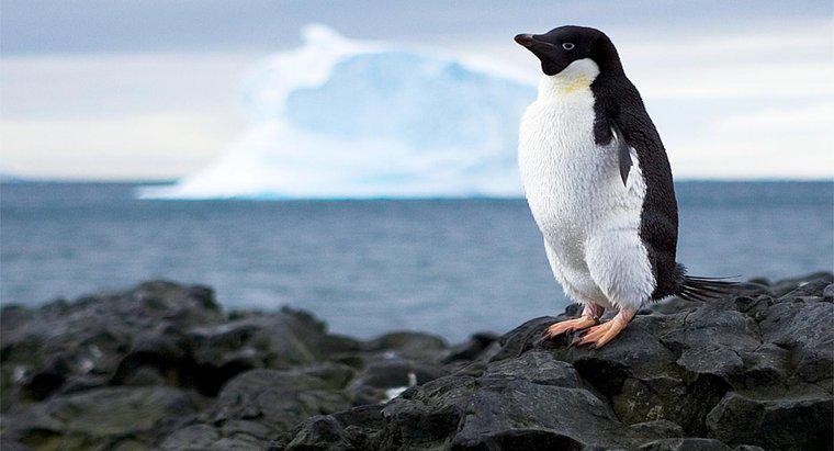 Antarktika'yı çevreleyen okyanus nedir?