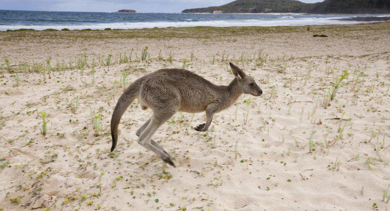 Hangi Hayvan Çeşitleri Kanguru Yiyor?