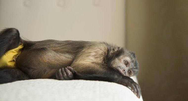 Capuchin Maymunları İyi Evcil Yapar mı?