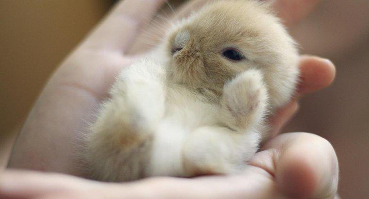 Bebek Tavşanlar Anneleriyle Ne Kadar Kalıyor?