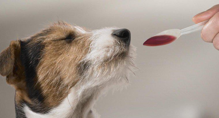 Köpekler için Tavsiye Edilen Benadryl Dozajı Nedir?